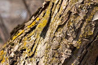 Texture background of moss and lichen on an apple tree