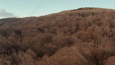 Wild forest, bare tree aerial view