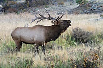 Wild bull elk bugling