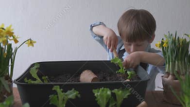 The boy is planting lettuce plants in the young.