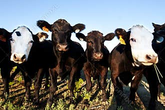 Funny Cattle Group Portrait