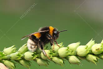 Bumble-bee