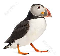 Atlantic Puffin or Common Puffin