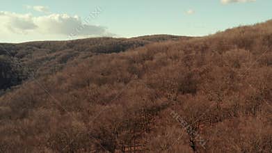 Wild forest, bare tree aerial view