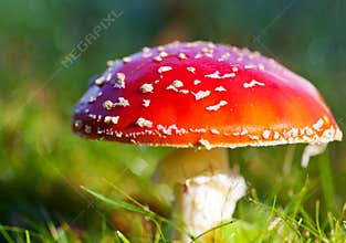 Red mushroom