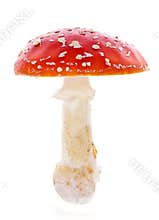 Red mushroom