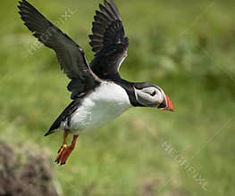 Atlantic Puffin or Common Puffin