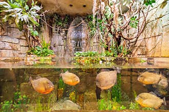 Red-bellied piranha swimming in an Aquarium