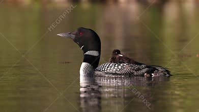 A Common Loon in Maine