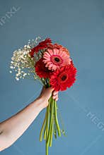 Bright red and pink gerbera flowers in woman hand on blue background, minimal style