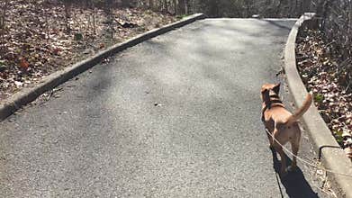 Carolina dog on a walk
