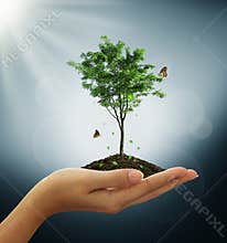Growing green tree plant in a hand