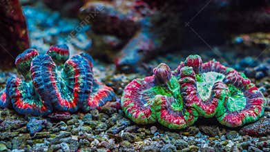 Beautiful underwater multi color neon coral reef on aquarium tank