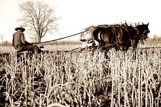 Amish plow horses