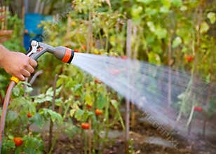 Watering garden