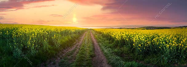 Rape field or yellow rapessed at sunset