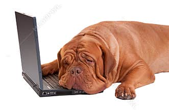 Hardworker dog with computer