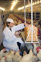 Farmer working in Chicken Farm