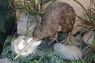 Common Kiwi