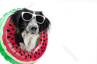 Dog summer. Border collie puppy inside a watermelon inflatable. Isolated on white background