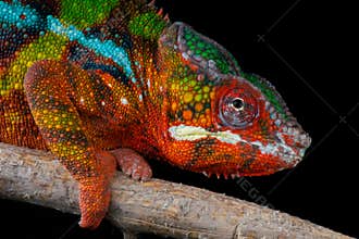 Panther chameleon