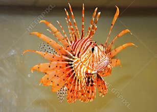 Fish-flower.