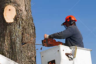 Workman trimming tree branches
