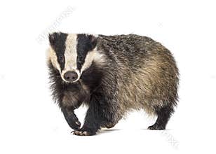 European badger walking towards the camera, six months old