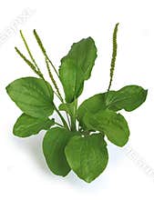 Greater Plantain (Plantago major)