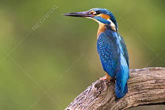 Kingfisher (Alcedo atthis)