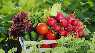 Fresh vegetables in a wooden box stand in the middle of the garden