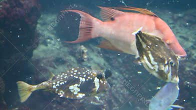 Caribbean fish