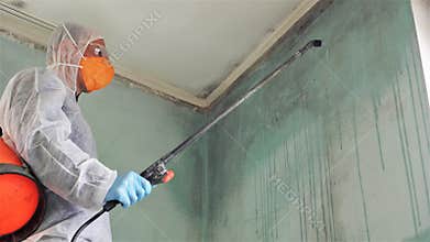 Mold Inspection and Remediation. Toxic black Mold Removal disinfector specialist. Cleaning and disinfecting walls at