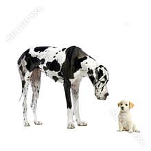 Great Dane HARLEQUIN