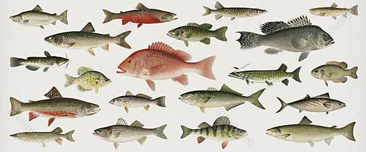 Set of fish illustrations found in Fishes of North America