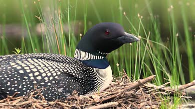 Common Loon Video in Maine