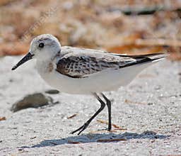 Sanderling