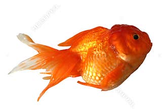 Goldfish