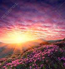 Spring landscape with the cloudy sky and Flower