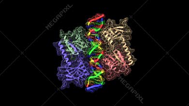 Four molecules of the cellular tumor antigen p53 complexed with DNA