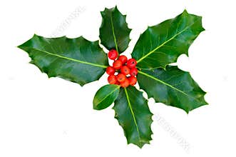Holly leaves with red berries, isolated.