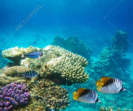 Underwater life of a hard-coral reef