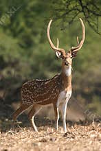 Spotted deer