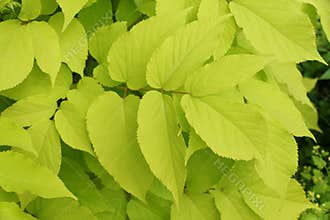 Yellow leaves of Japanese Spikenard `Sun King`
