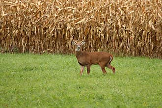 Autumn Whitetail Buck