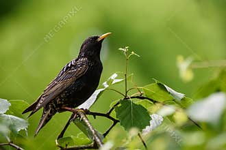 Starling bird on tree