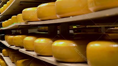 Cheese production workshop in a dairy factory.