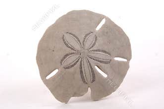 Sand Dollar