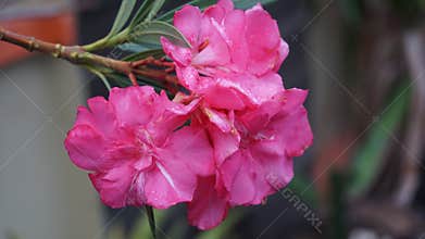 flower in my garden