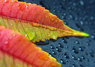 Closeup leaf